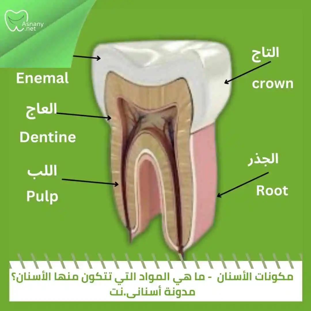 مكونات الأسنان | ما هي المواد التي تتكون منها الأسنان؟